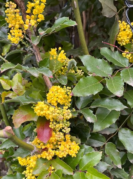 B54736BE-669E-410A-8C1F-EC445798BC8A - Arbuști 2021-2023