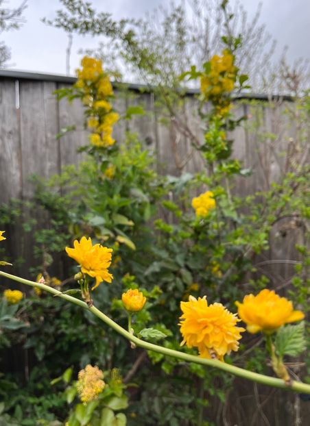 3BA8CD8F-04CC-4E97-99CC-E93725CA852F - Arbuști 2021-2023