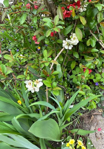 9AB91E5D-5AA2-4BDC-BFB4-FBA13E7B666E - Arbuști 2021-2023