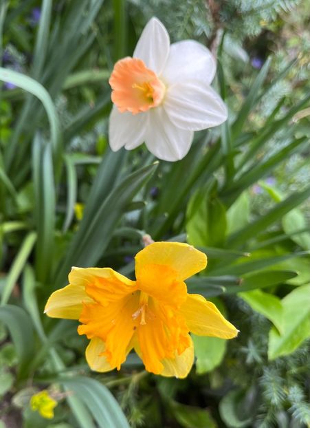 F5EACD99-5041-41A6-A13B-0B2805E65069 - Narcise 2019 2022 25