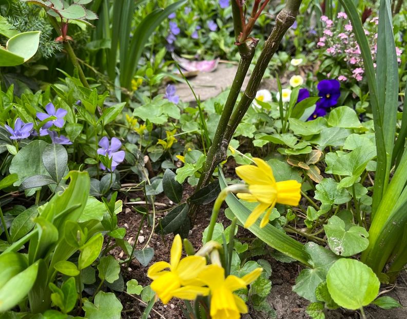 5411E2CD-9B55-4CEB-AC4C-CB709F0813FD - Narcise 2019 2022 25