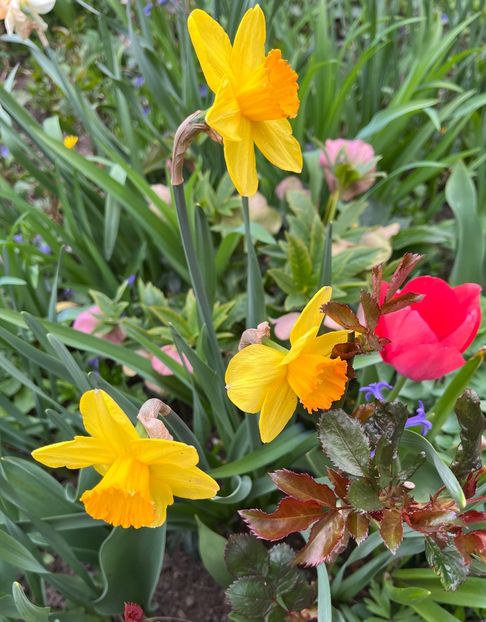 E6D8E93C-DEAD-4098-AC88-6439A29F8684 - Narcise 2019 2022 25