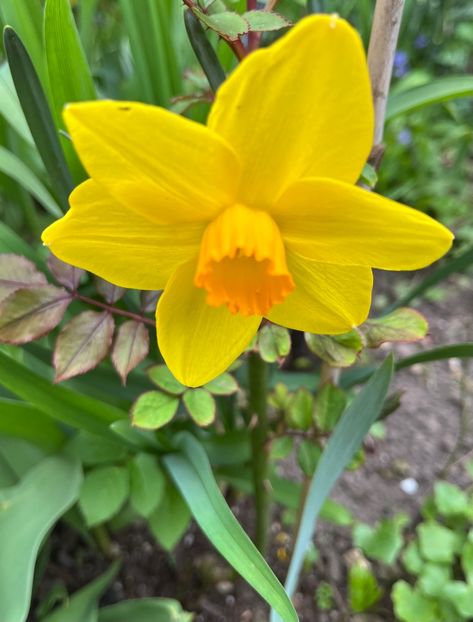 A8D3E6DB-2AE6-4D6C-9F7A-F5140566675F - Narcise 2019 2022 25