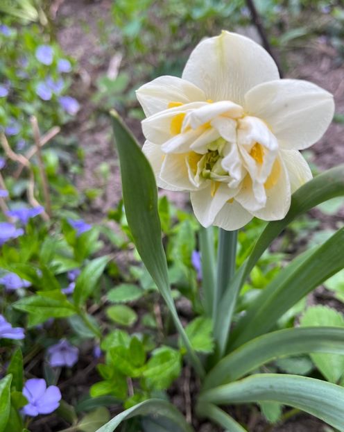 E2FDF661-6DDC-40C4-B776-A703974430BD - Narcise 2019 2022 25