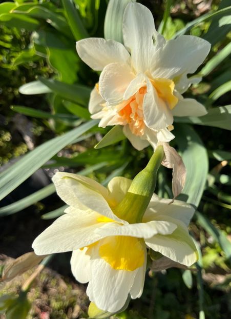 38C0246C-0739-4D6A-8937-66C97D63F52C - Narcise 2019 2022 25