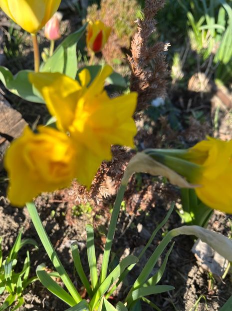 62C7D036-E02D-4199-A0F8-831C12176B65 - Narcise 2019 2022 25