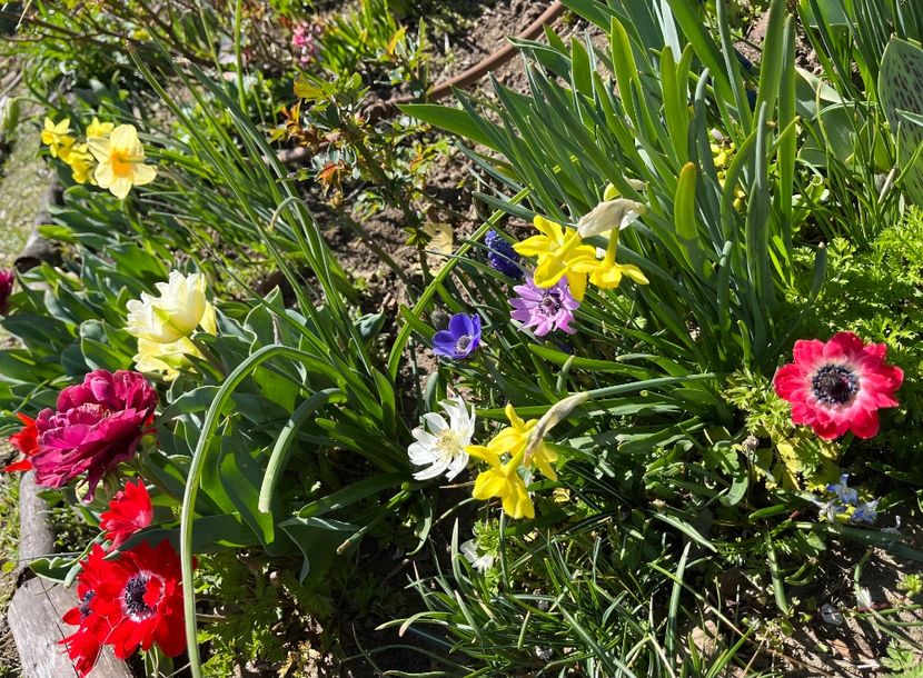 334C6003-A123-460C-8028-55F6828F019A - Narcise 2019 2022 25