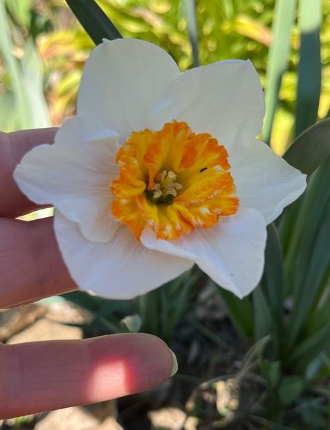 F77E3DC2-B9A3-44CE-B7A3-9959563128BC - Narcise 2019 2022 25