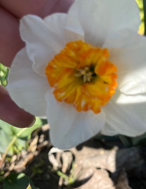 E68A75EE-1261-4AA5-86B5-F3153D9800A3 - Narcise 2019 2022 25