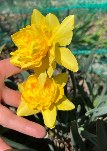 68C4FA25-0DDC-498C-B396-FA5758E08DF9 - Narcise 2019 2022 25