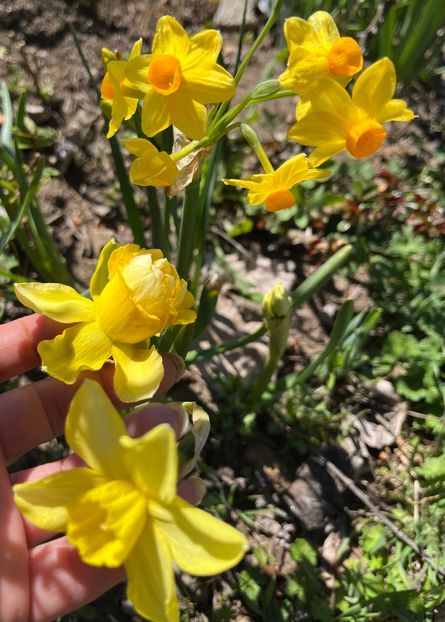 1FE47F47-8B13-474B-BA96-D84AD8CB5B47 - Narcise 2019 2022 25