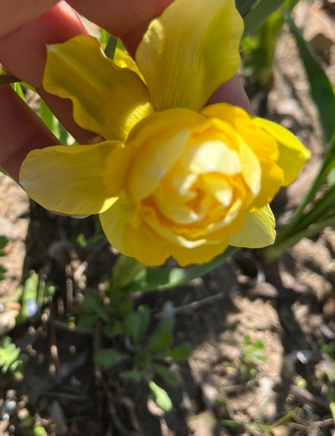 D5A267D5-6091-491D-B814-9CED001068FF - Narcise 2019 2022 25