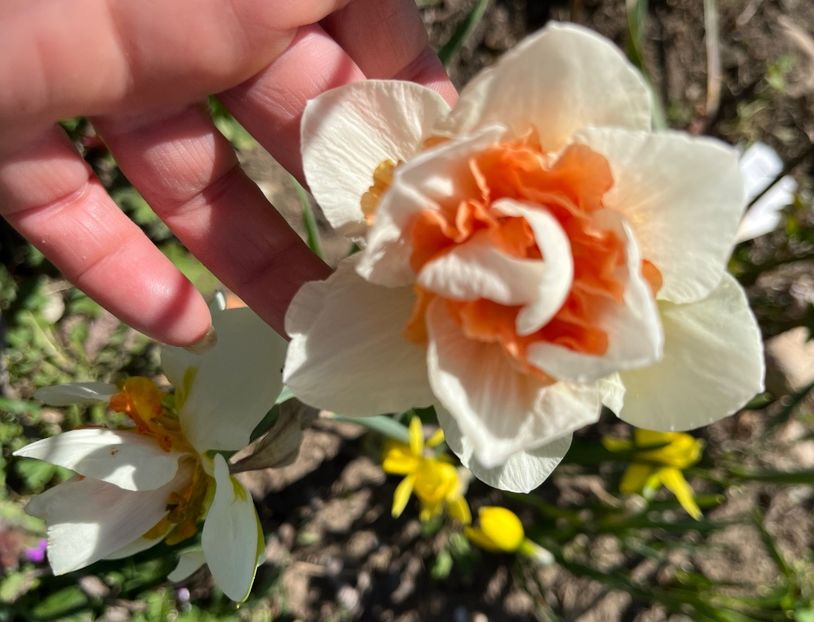 ECB943C8-5B9A-4478-9283-8A67CB5F8885 - Narcise 2019 2022 25