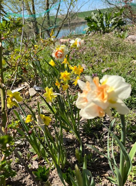 FAC7FE24-FAEA-46F2-B866-60AA08D186B7 - Narcise 2019 2022 25