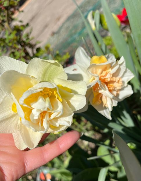 A142F786-B183-4F3E-9A10-4A5C7CDA74C9 - Narcise 2019 2022 25