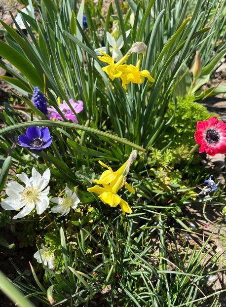 8F7C4EDC-3B0C-4B55-8510-D41FCB93FA64 - Narcise 2019 2022 25