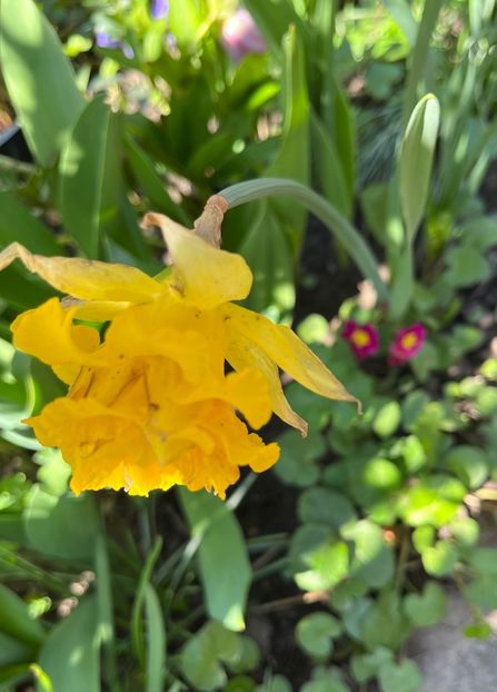 6B86C105-0440-47EC-A89E-44B4ACE42F4C - Narcise 2019 2022 25