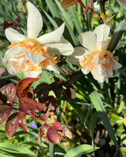 0032A322-10BC-462E-899B-37D093E8E897 - Narcise 2019 2022 25