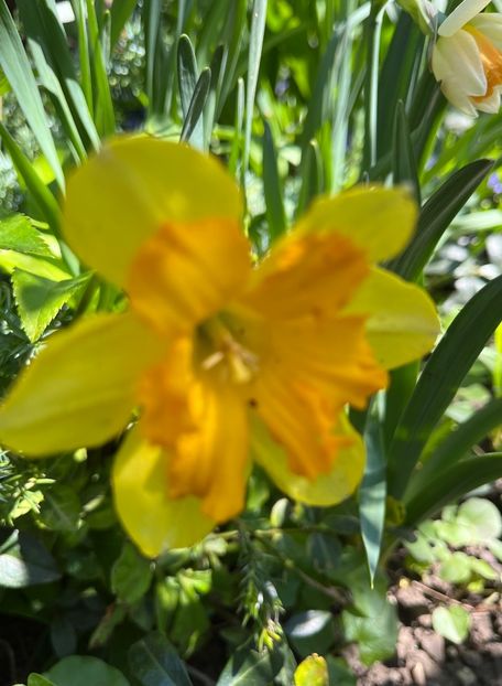 730BBAE5-2702-4DC7-B0CB-E4A6D8C1929D - Narcise 2019 2022 25