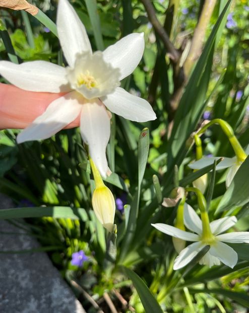 9B7430D3-1654-4D51-B942-A0F4942EACC7 - Narcise 2019 2022 25