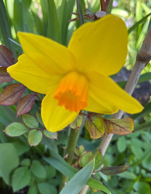 4C8D5D7D-449A-4346-A439-CD00435CF118 - Narcise 2019 2022 25