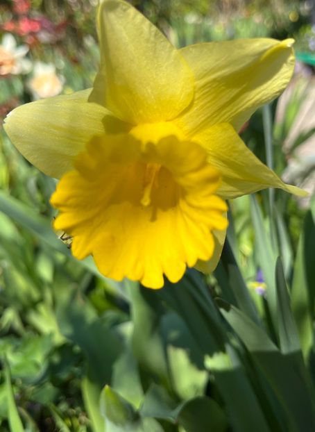 4F85227A-30D9-4B8C-8276-501450182C68 - Narcise 2019 2022 25