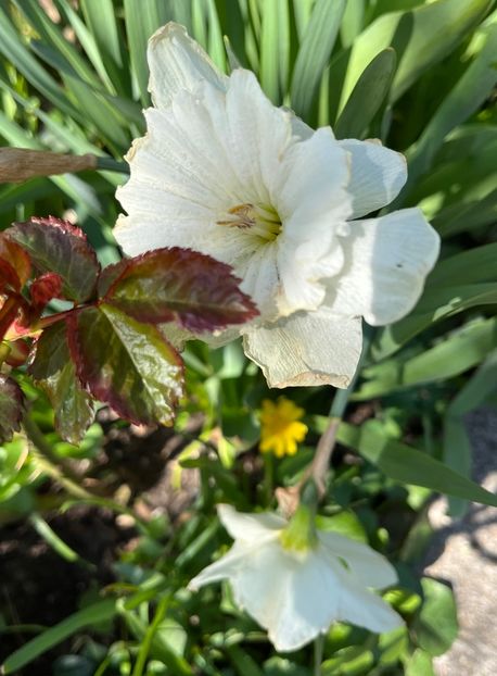 5649F35F-13A0-4FAF-83FB-1648DA23253E - Narcise 2019 2022 25