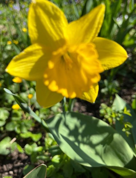 3F4F260B-B1A2-4B4D-9EBF-3116D03159DC - Narcise 2019 2022 25