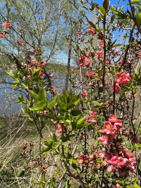 16C473BD-ED27-4188-9390-223DE22944CF - Arbuști 2021-2023