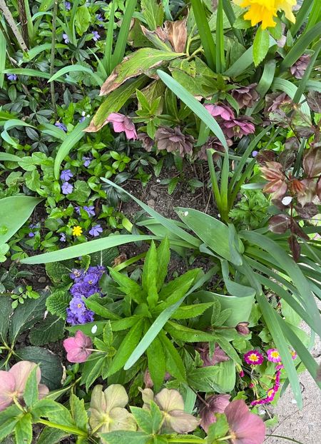 A634F3F5-3F3D-48AC-8CE5-C24846F27877 - Primule 21 22 23 24