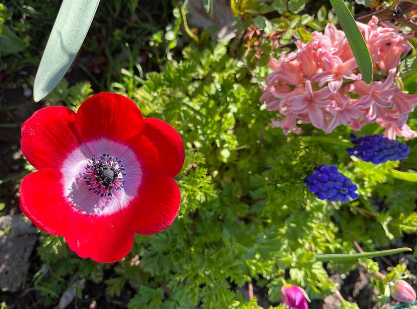 816182B3-E0D5-4295-BA4C-A3DA769EDE94 - Anemone