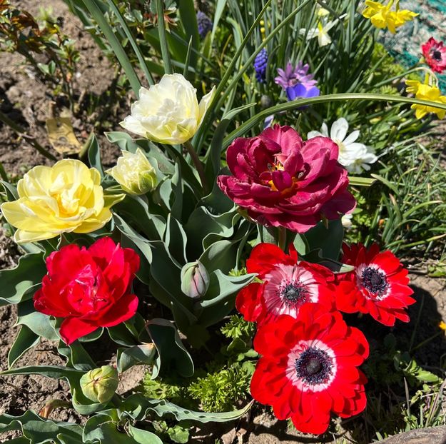 56FB3772-78BC-495E-9F86-FCF9E39539E2 - Anemone