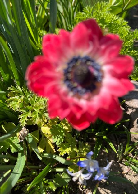 401F5371-AE99-441F-BD57-200D864F7433 - Anemone