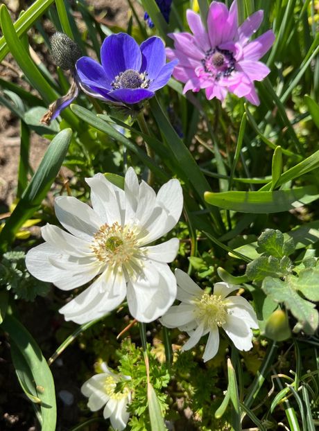 7AB01482-3E1B-497C-848F-9F24B7FC049B - Anemone