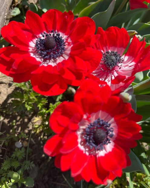 4CE5E309-FCB0-496F-8D97-2D6CD926D28C - Anemone