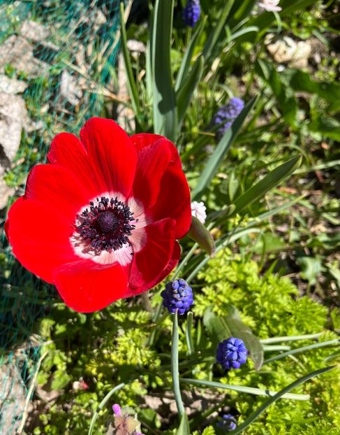 6F52ECE4-C5A2-487F-86FB-0341A2A53B60 - Anemone