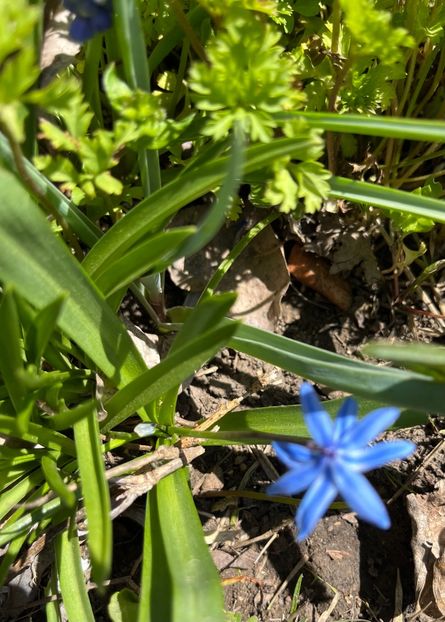 56087AA2-8E4F-4B18-938B-B3723F756750 - Muscari 2018 2021