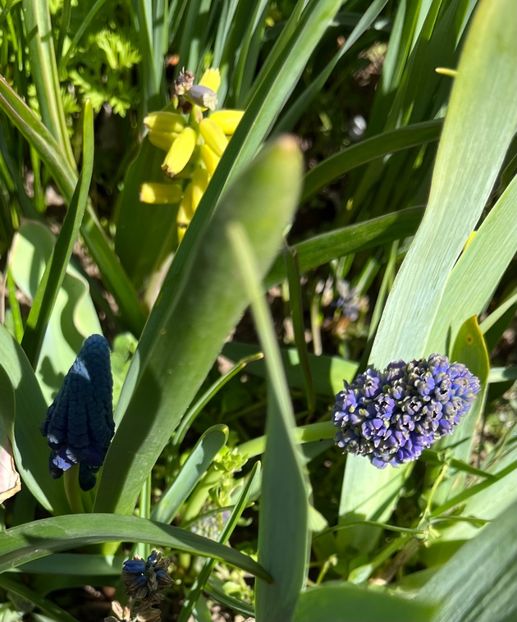 9E353CC0-C2CF-4433-A541-66E9D70DB9B3 - Muscari 2018 2021