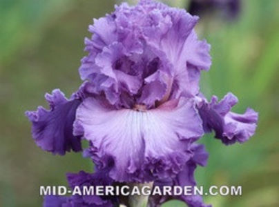 Fan Letter-86 cm-14 - ACHIZITII IRISI-2022