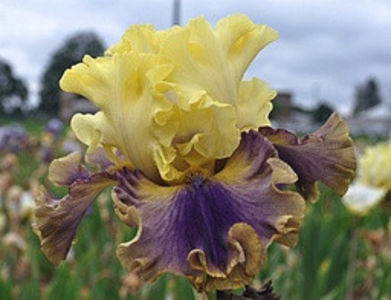 Inkblot-94 cm-13 - ACHIZITII IRISI-2022