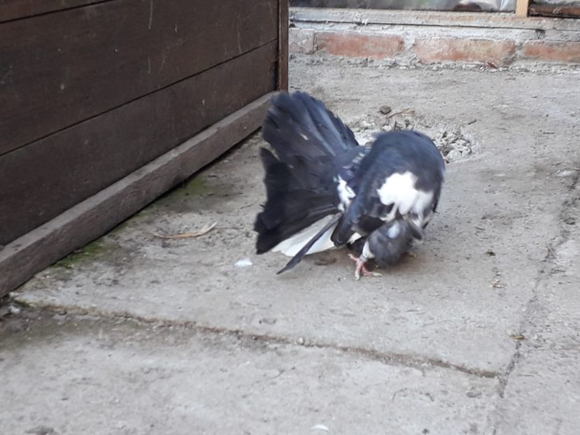 IMG-20220331-WA0019 - Voltati matca 2022