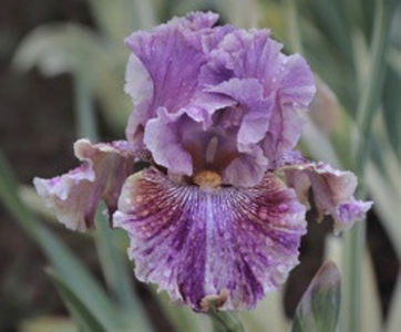 Start The Show-84 cm-36-variegat - ACHIZITII IRISI-2022