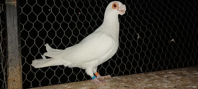 IMG-20220308-WA0018 - Carunculati de Oradea 2023