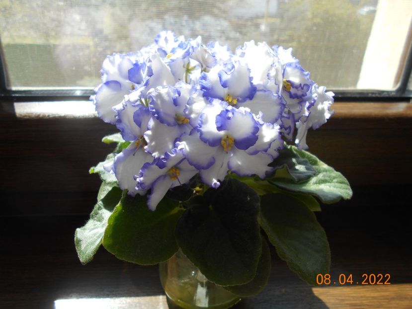  - 1 a Violete