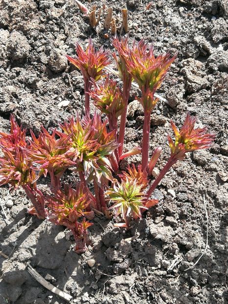 White Cap - 9-Bujori