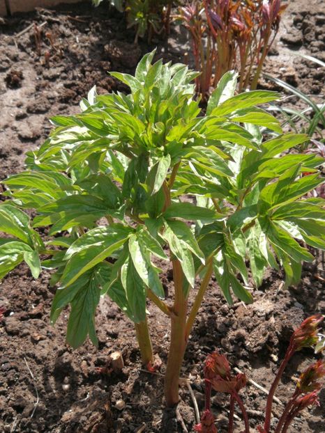 Coral Sunset - 9-Bujori