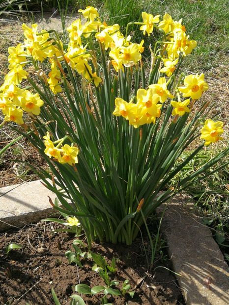  - Flori de grădină-2022