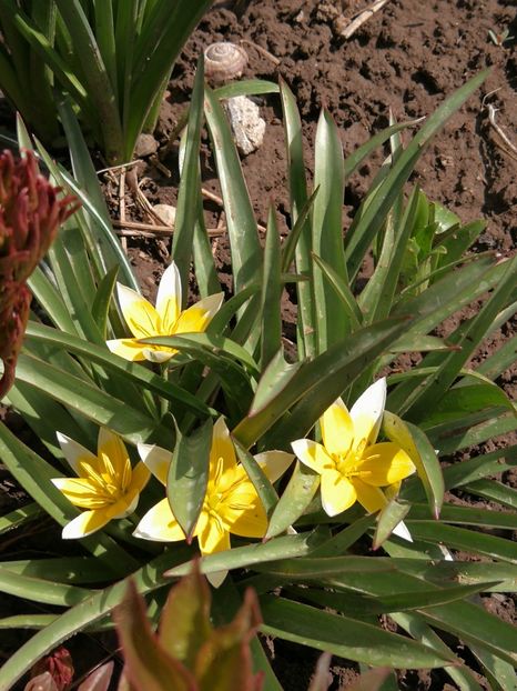 Lalele Tarda - Flori de grădină-2022