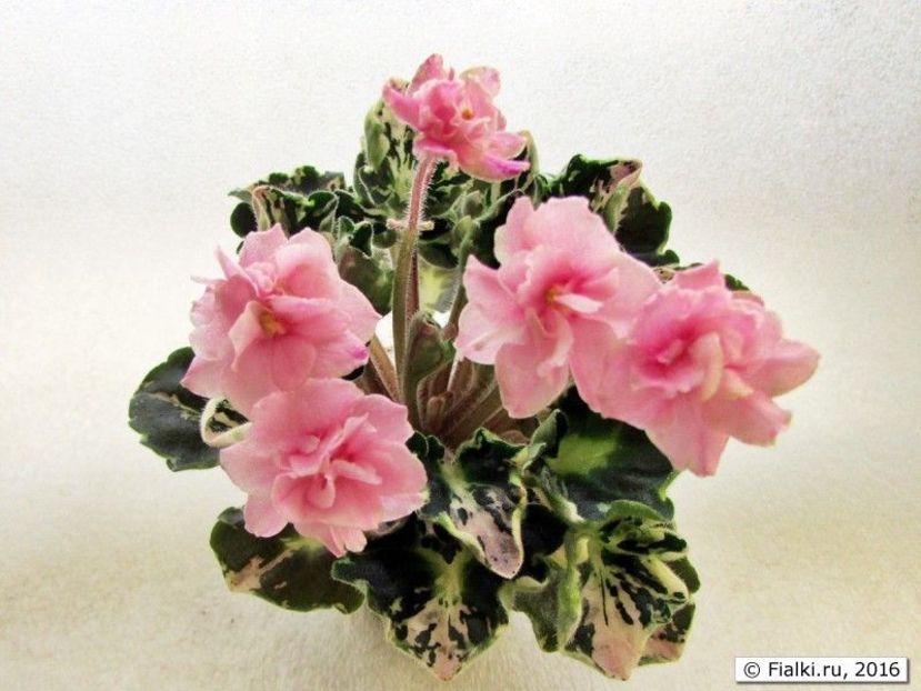 Snuggles Little Girl - Snuggles Little Girl