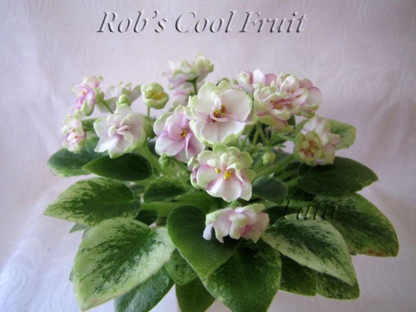 Rob`s Cool Fruit - Rob s Cool Fruit